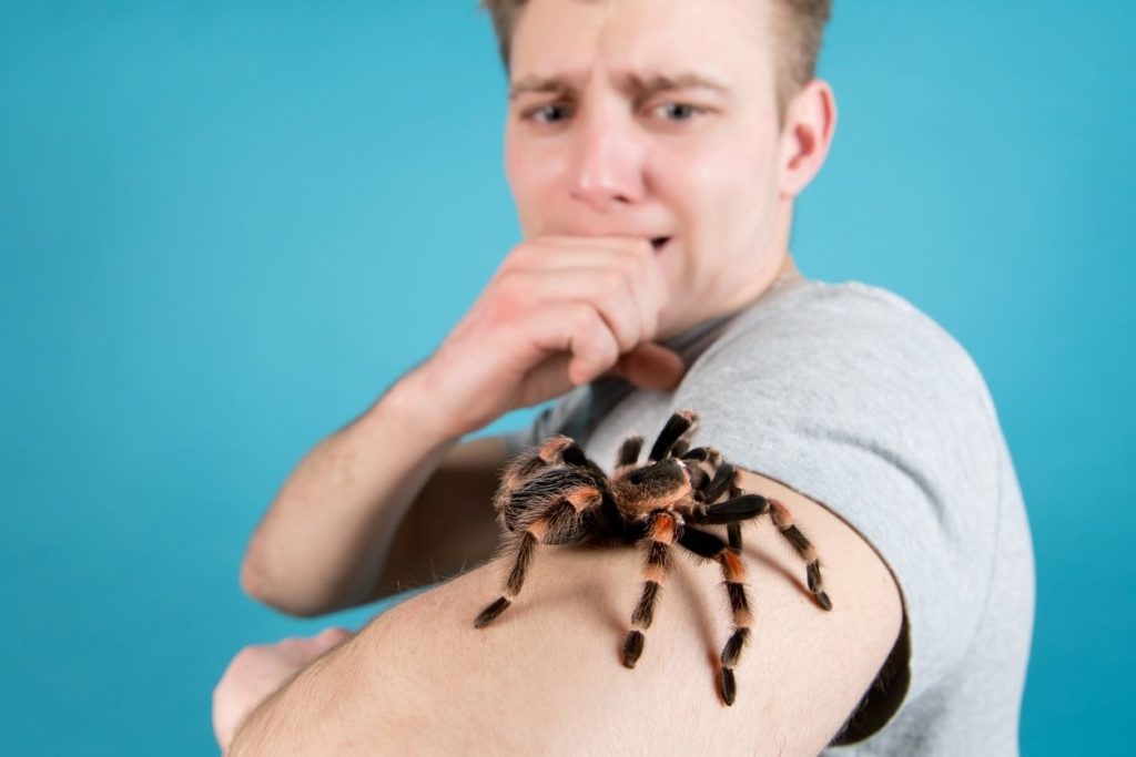 Comment ne plus avoir peur des araignées (arachnophobie) ?