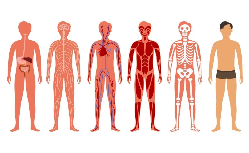 Comment stimuler le système nerveux parasympathique ?