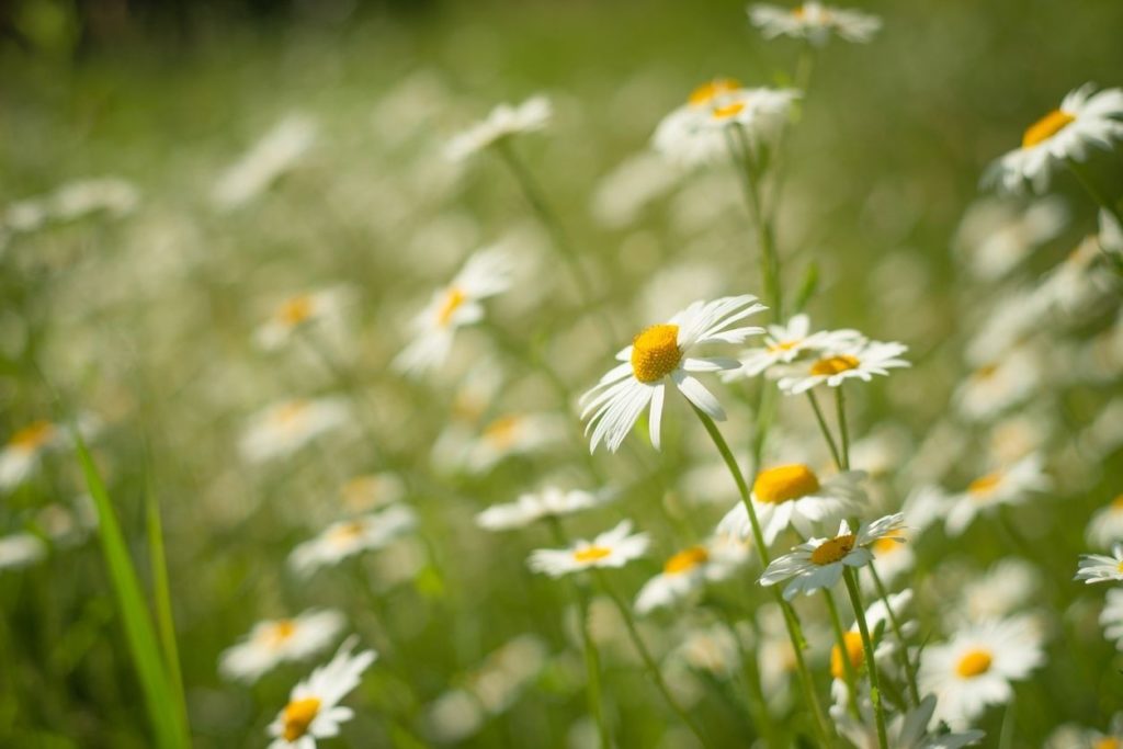 Quel est le meilleur anxiolytique naturel ?