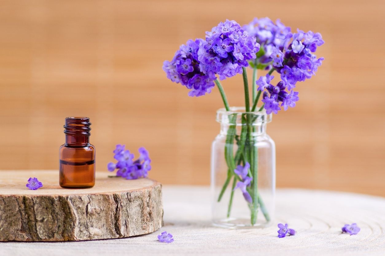 Quelle plante pour le stress et l'anxiété ?