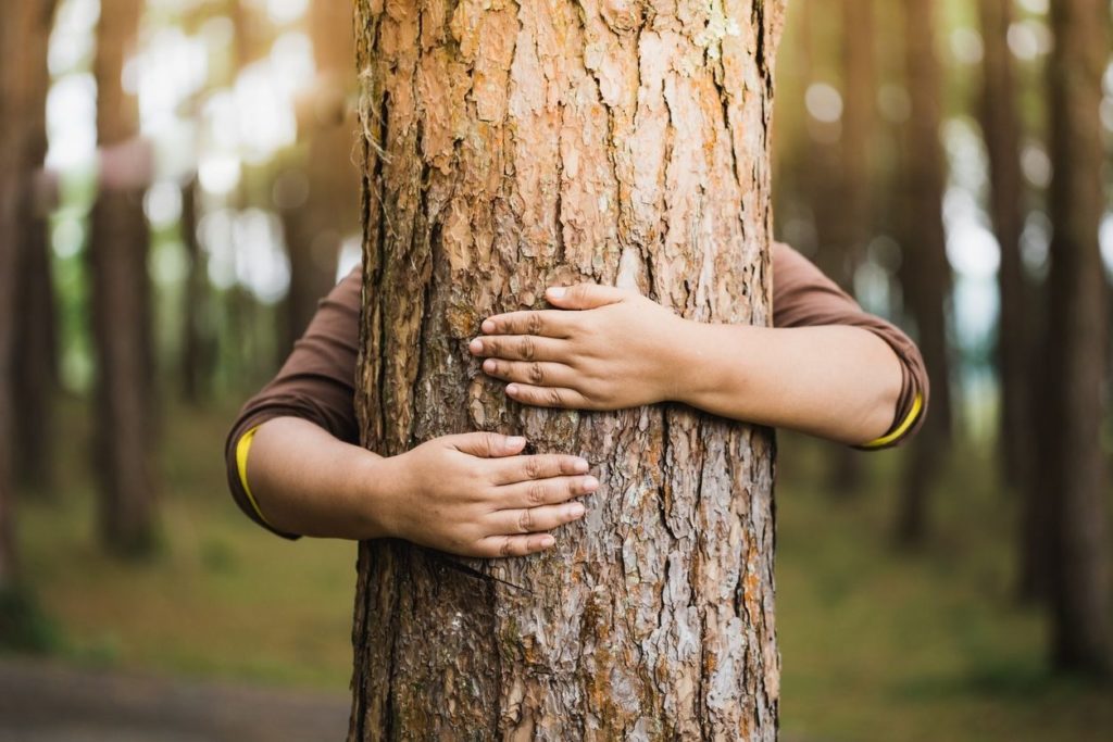Sylvothérapie : câliner un arbre pour réduire son taux de cortisol ?